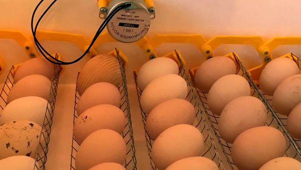 яйца в инкубаторе