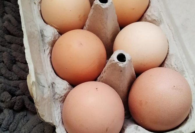 Яйца загорских кур