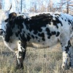 Якутская корова стоит на лугу