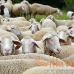 Западно-сибирская порода овец