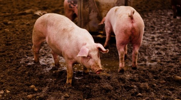 Здоровье свиней зависит от бдительности и аккуратности фермера