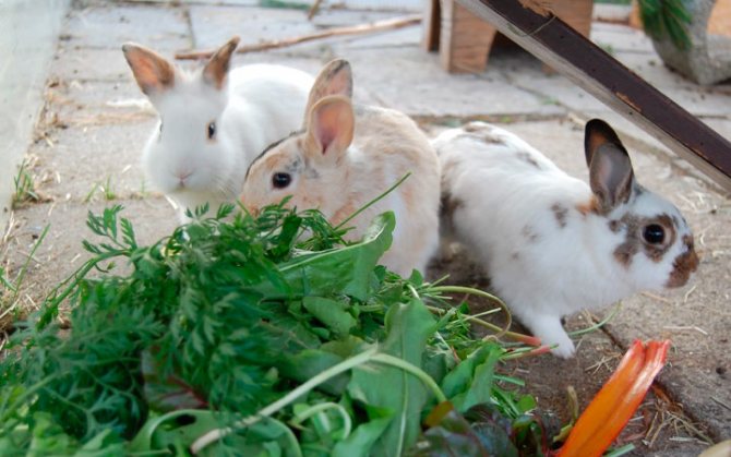 зеленый корм для кроликов