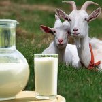 Жирность козьего молока: особенности и нюансы