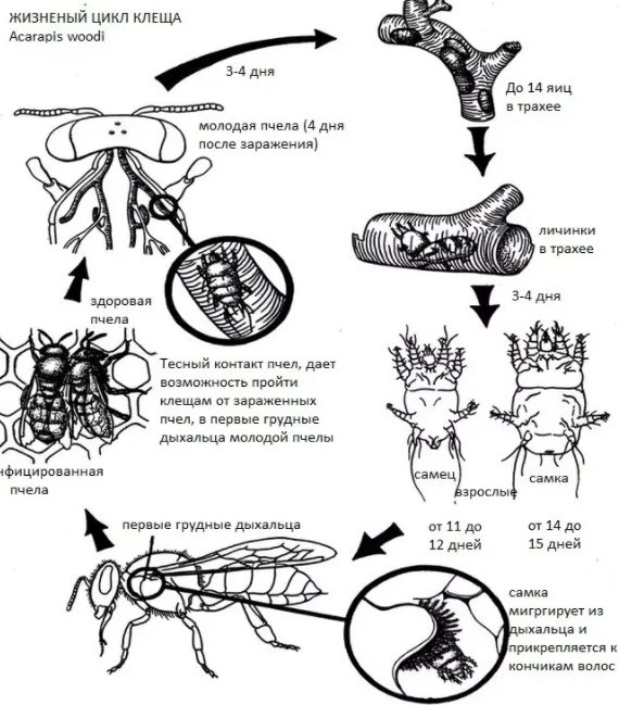 Жизненный цикл клеща акарапидоза