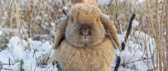 зимние поилки для кроликов